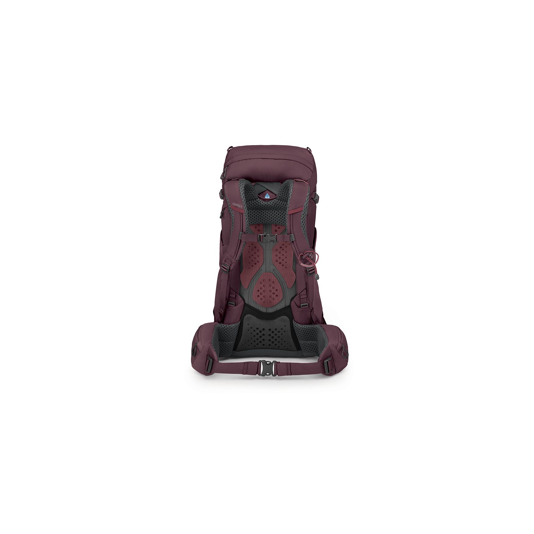 Kyte 38 Wm, elderberry purple